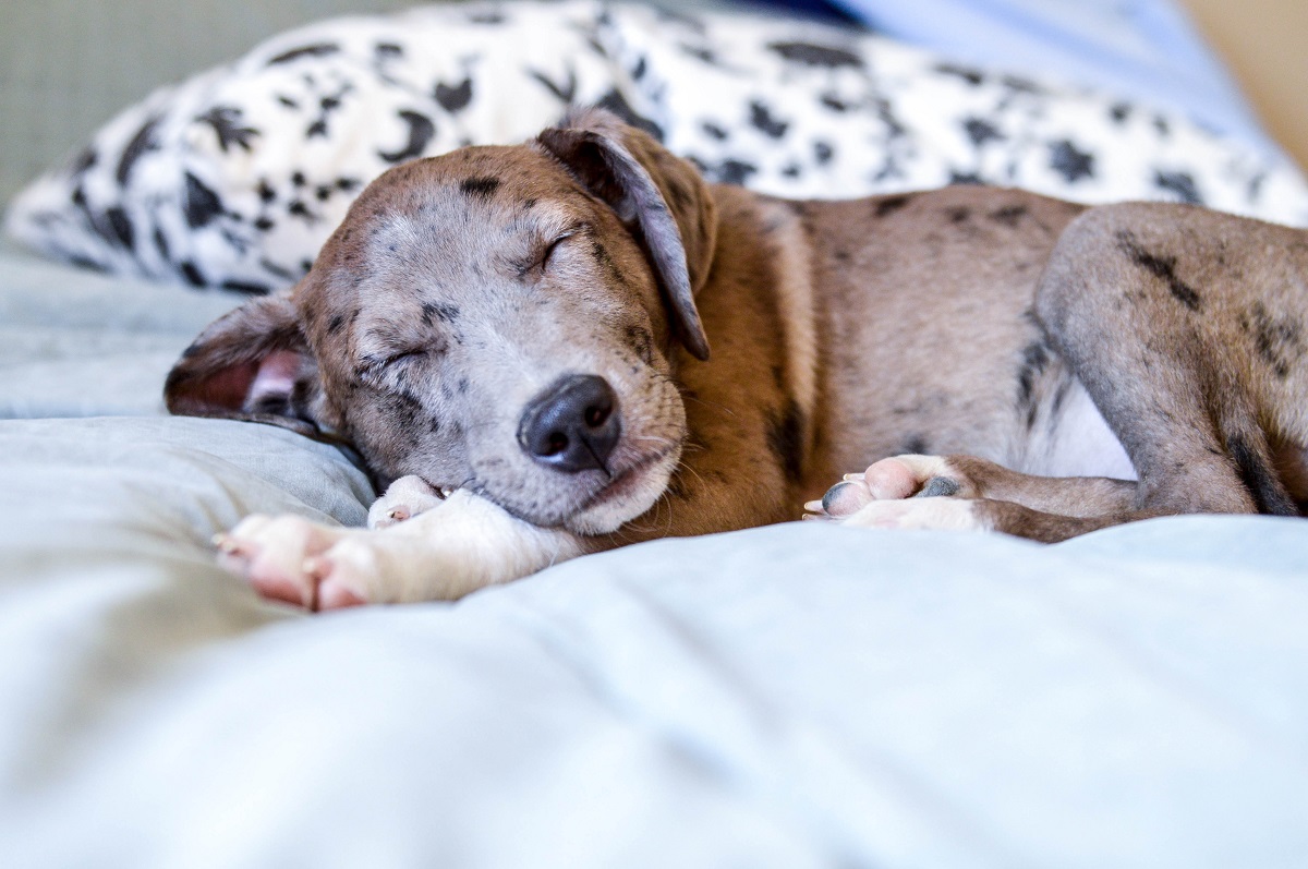 Discover which DIY cozy pet nooks to include in your space. 